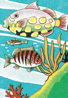 Scuba Prints: Fish
