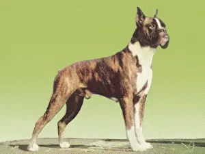 Best In Show Prints: Boxer