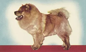 Best In Show Prints: Chow