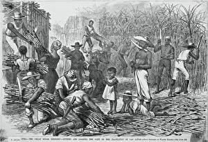 Cuban Farmers Harvesting Sugar Cane