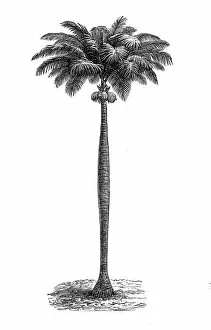 Images Dated 22nd March 2017: Cuban royal palm, Florida royal palm, or simply the royal palm (Roystonea regia)