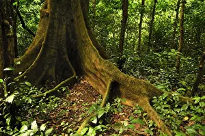Cuc Phuong National Park, Vietnam, Southeast Asia