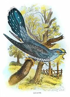 Images Dated 4th July 2015: Cuckoo bird illustration 1896