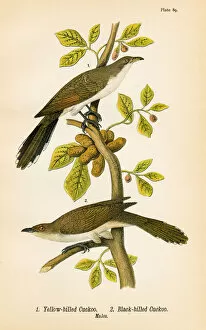 Images Dated 19th May 2017: Cuckoo bird lithograph 1890