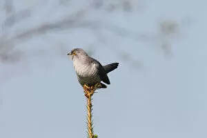 Images Dated 5th May 2013: Cuckoo -Cuculus canorus-, Allgau, Bavaria, Germany