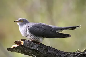 Cuckoo -Cuculus canorus-, Allgau, Bavaria, Germany