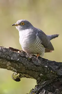 Bayern Prints: Cuckoo -Cuculus canorus-, Allgau, Bavaria, Germany
