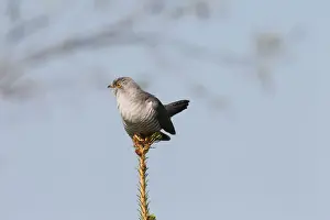 Cuckoo -Cuculus canorus-, Allgau, Bavaria, Germany