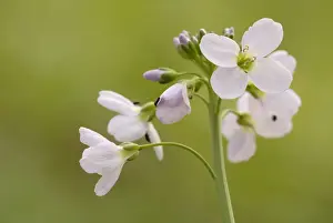 Crucifers Prints: Cuckoo Flower or Ladys Smock -Cardamine pratensis