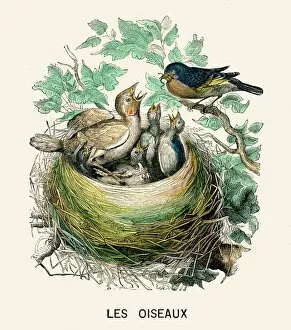 Animal Behavior Gallery: Cuckoo in the nest