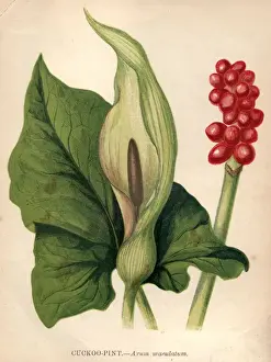 Cuckoo Pint