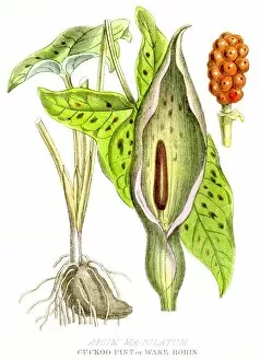 Images Dated 3rd May 2017: Cuckoo Pint poison plant engraving 1857