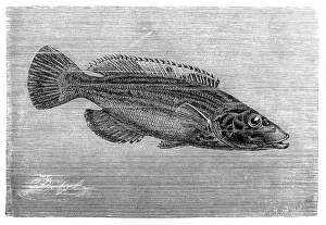 Images Dated 31st August 2016: The cuckoo wrasse (Labrus mixtus)