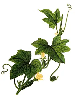 Cucumber (Cucumis sativus)