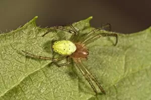 Images Dated 16th June 2013: Cucumber Green Orb Spider -Araniella cucurbitina-, female, Untergroningen, Abtsgmuend