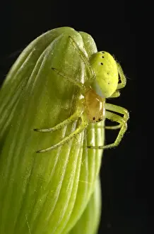 Araneae Prints: Cucumber Green Spider -Araniella cucurbitina