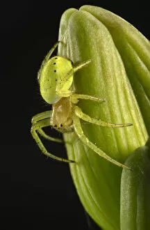 Cucumber Green Spider -Araniella cucurbitina-, young animal on a Bearded Iris -Iris germanica-, macro shot