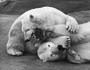 Images Dated 5th April 2019: Cuddly Bears