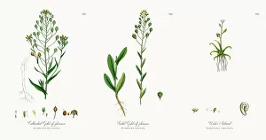 Images Dated 20th November 2017: Cultivated Gold-of-pleasure, Camelina eu-sativa, Victorian Botanical Illustration, 1863