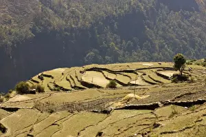 Cultivated Prints: Cultivated landscape, rice fields layed out as terraces at the edge of an abyss