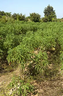 Images Dated 16th November 2011: Cultivation of Cassava or Manioc -Manihot esculenta-, Siem Reap, Cambodia, Southeast Asia