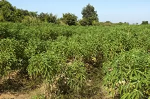 Images Dated 16th November 2011: Cultivation of Cassava or Manioc -Manihot esculenta-, Siem Reap, Cambodia, Southeast Asia