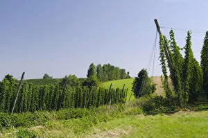 Images Dated 3rd August 2011: Cultivation of Hops -Humulus lupulus- in the Hallertau area, Mainburg, Bavaria, Germany, Europe