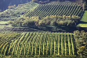 Vinyard Prints: Cultural landscape with a vineyard and an orchard in Viessling
