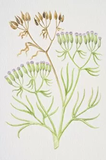 Cuminum cyminum, Cumin, sprig of plant with purple buds