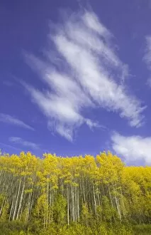 Images Dated 18th September 2008: Cumulus clouds above golden aspens