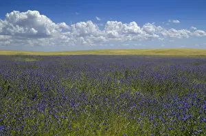 Images Dated 15th October 2008: Cumulus floats in blue sky over field of blue wildflowers