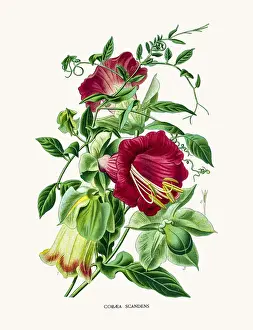 cup-and-saucer vine