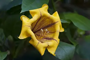 Wineglass Prints: Cup of Gold Vine or Golden Chalice Vine -Solandra maxima-, flowering