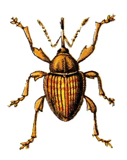 Insect Lithograph Prints: Curculio nucum (nut weevil) is a medium-sized beetle