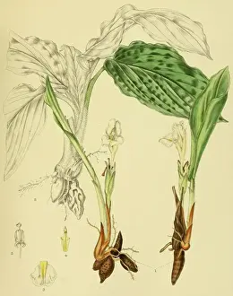 Curcuma oligantha, native to Southeast Asia, Sri Lanka, digitally restored historical colour print from 1893