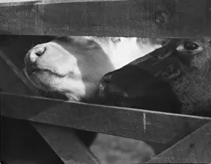 Curious Calves