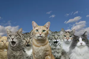 Images Dated 28th June 2006: Curious Cats