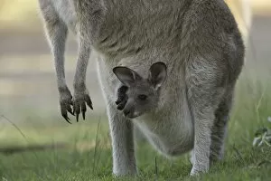 Images Dated 19th May 2011: Curious joey in mothers pouch
