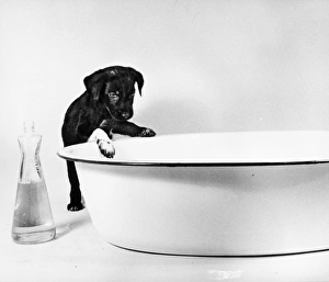Images Dated 11th November 2014: Curious Puppy