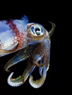 Andrey Narchuk Photography Gallery: Curious squid
