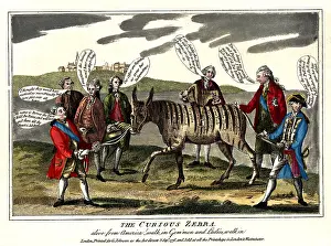 States Prints: The curious zebra - alive from America!