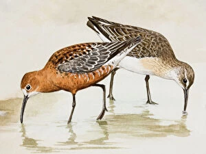 Variation Collection: Curlew sandpiper (Calidris ferruginea), two birds wading through water, pecking, side view