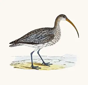 Curlew wader shoreline bird