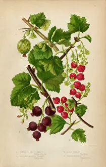 Images Dated 14th August 2015: Currant, Red Currant, Black Currant and Gooseberry, Victorian Botanical Illustration