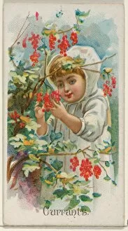 Currants Trade Card 1891