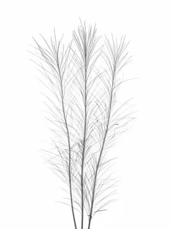 Compositae Gallery: Curry plant (Helichrysum italicum), X-ray