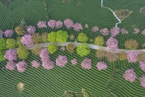 Delicate Cherry Blossoms Gallery: The curved tea garden on the top of the mountain in spring