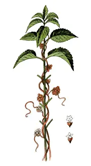 Cuscuta europaea, the greater dodder or European dodder