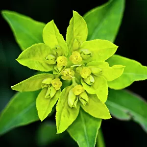 Single Flower Gallery: Cushion spurge -Euphorbia epithymoides-