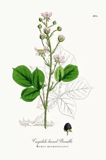 Images Dated 31st May 2018: Cuspidate-leaved Bramble, Rubus mucronulatus, Victorian Botanical Illustration, 1863